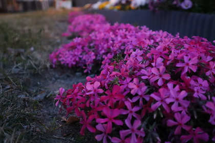 「忘れな草の会」６月開催中止のお知らせ