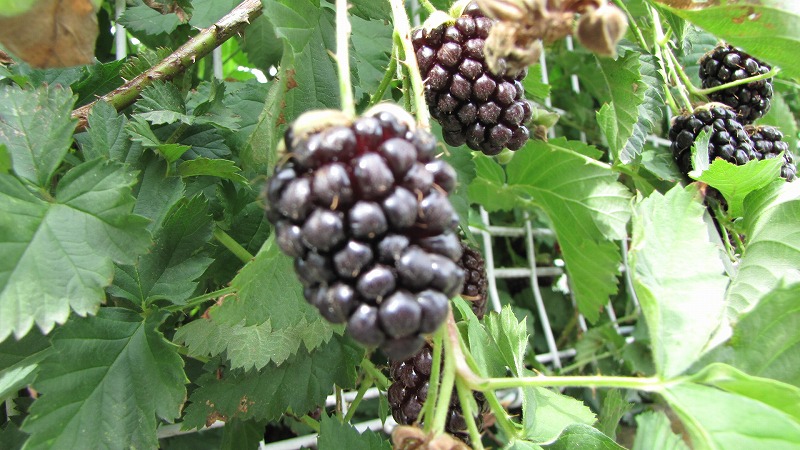 ♠ブラックベリー♠