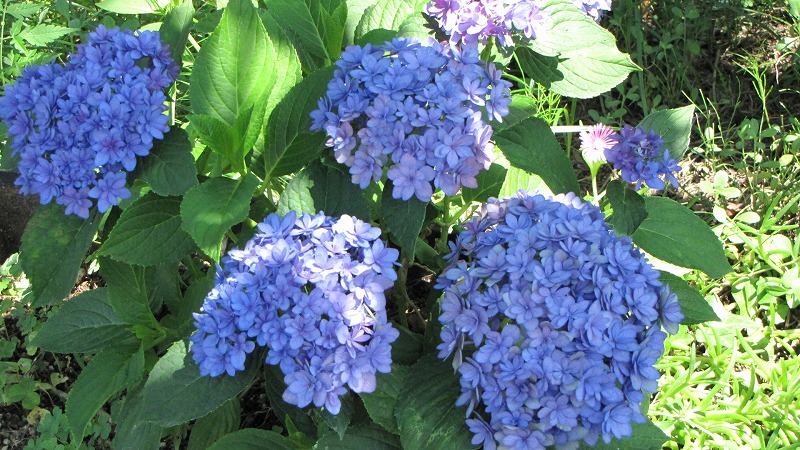 ❁紫陽花・額紫陽花（？）❁