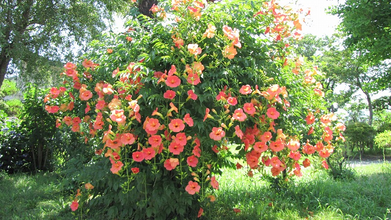 ♧ノウゼンカズラ♧