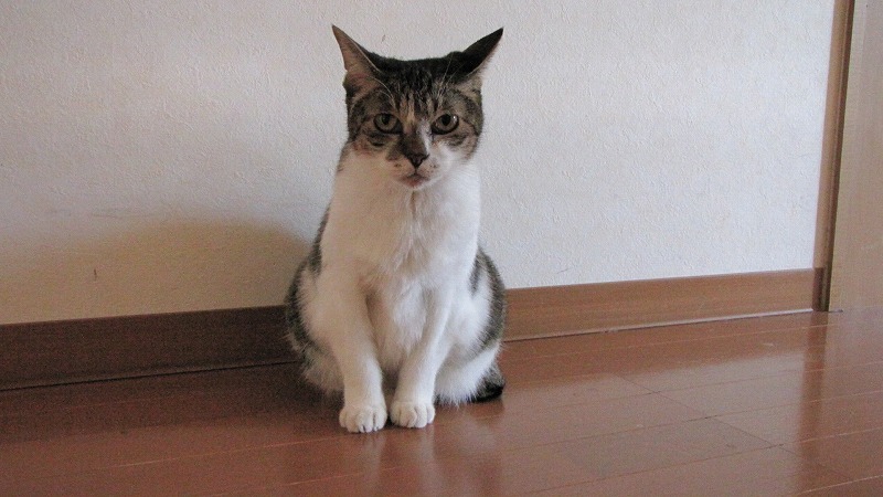 (ΦωΦ)ビリさん(ΦωΦ)