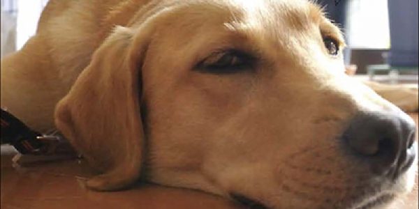 広報誌「玉穂ふれあいだより」第2号発刊のおしらせ