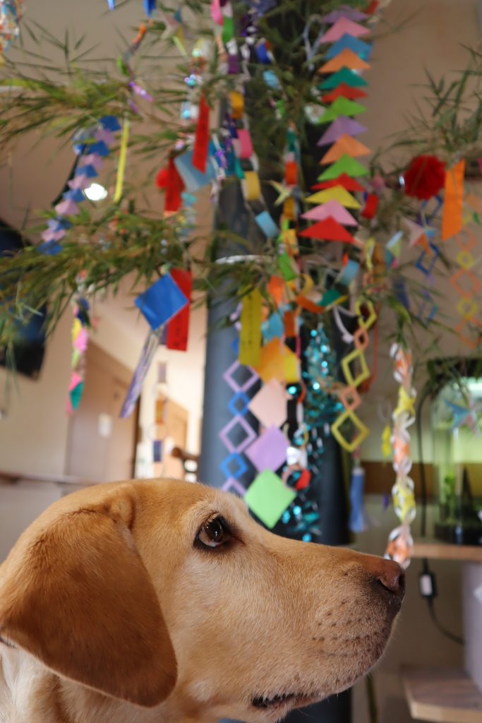 セラピードッグリリーのお誕生日＆七夕